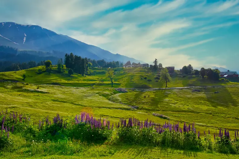 Green meadow and wildflowers in the Kashmir valley