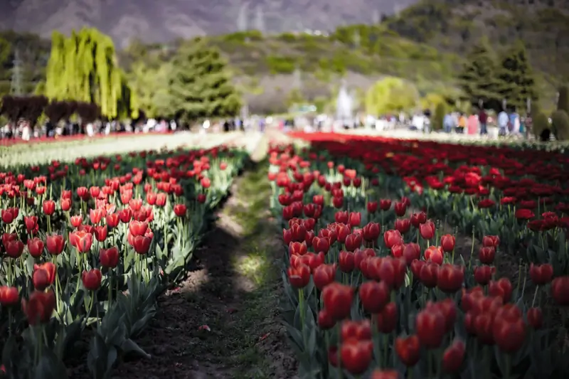 Tulip garden in Srinagar with mountains behind